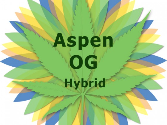 Aspen OG